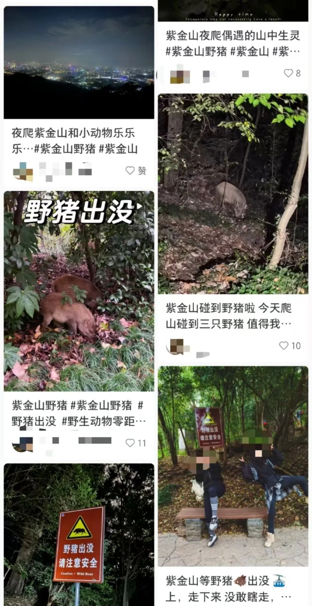 游客称爬南京紫金山走野路被野猪撞伤，管理方：很罕见