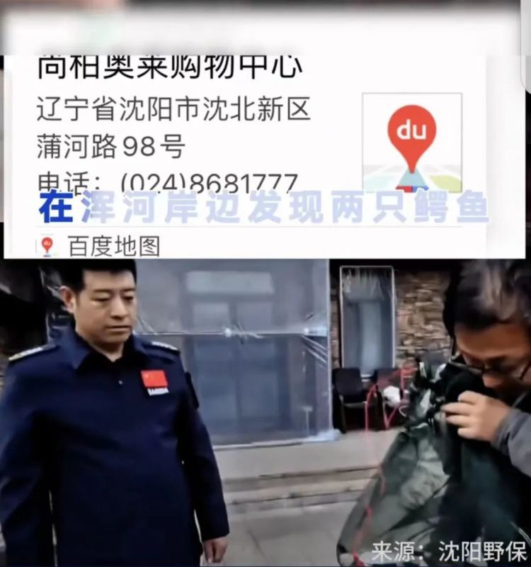 河边发现两条鳄鱼！辽宁一地紧急提醒