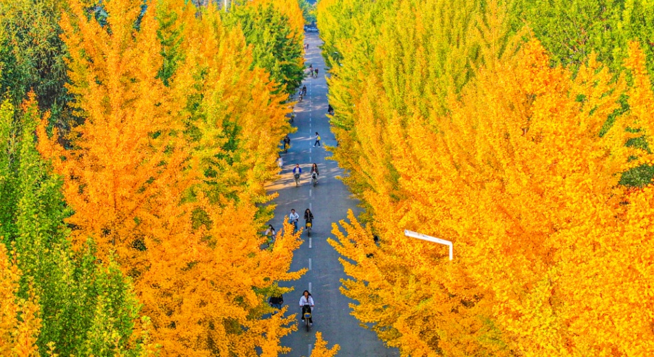 沈阳又一所大学宣布！今起三天，无需预约！除了赏银杏，还能逛展馆！