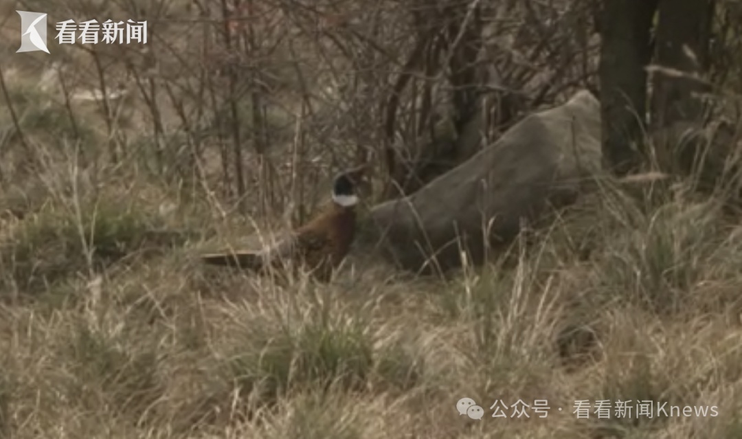 四川一景区取消“徒手抓野猪”等项目 出"奇招"也别太"野"了