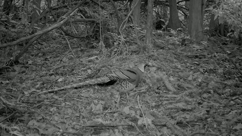 白颈长尾雉首现萍乡上栗