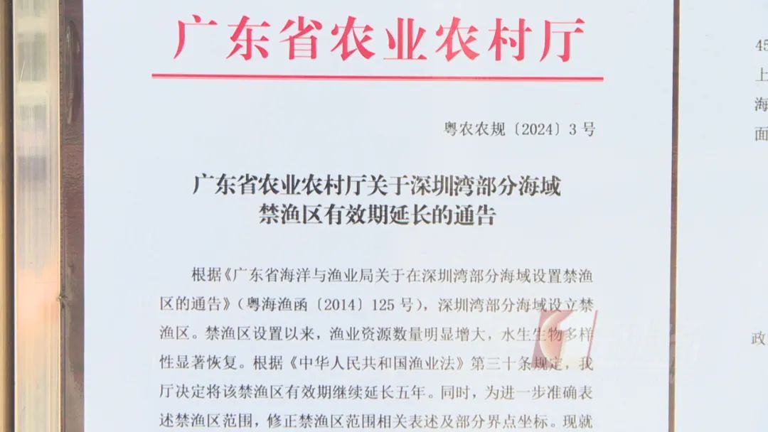 深圳湾再现非法捕捞，执法部门：已开展行动！