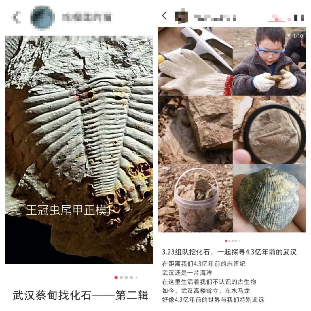好多人挖到了！武汉这些地方兴起“化石热”