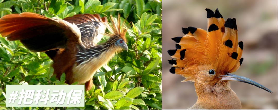 这些鸟臭出风格，臭出水平，有些甚至差点臭到灭绝！