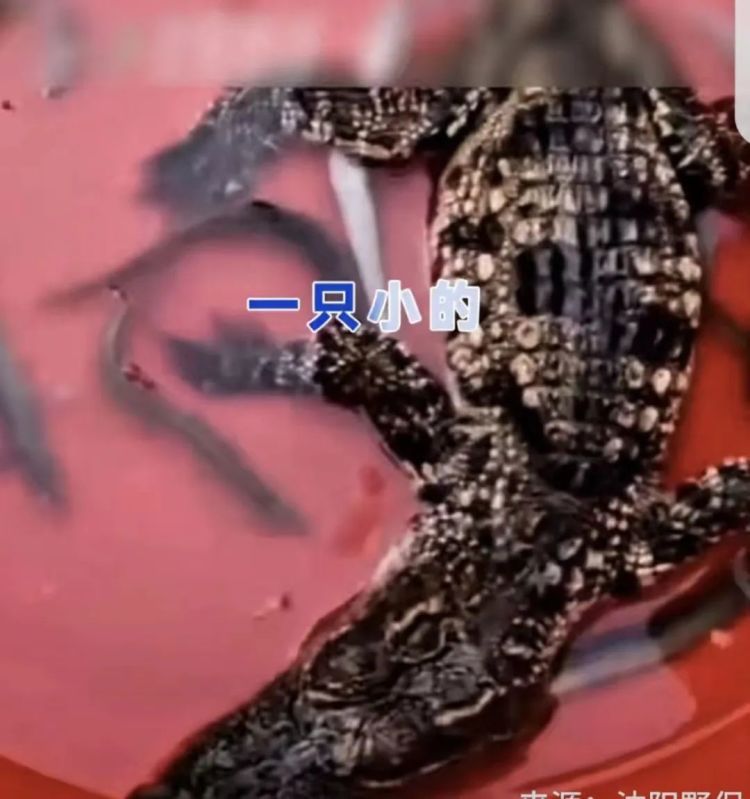 河边发现两条鳄鱼！辽宁一地紧急提醒