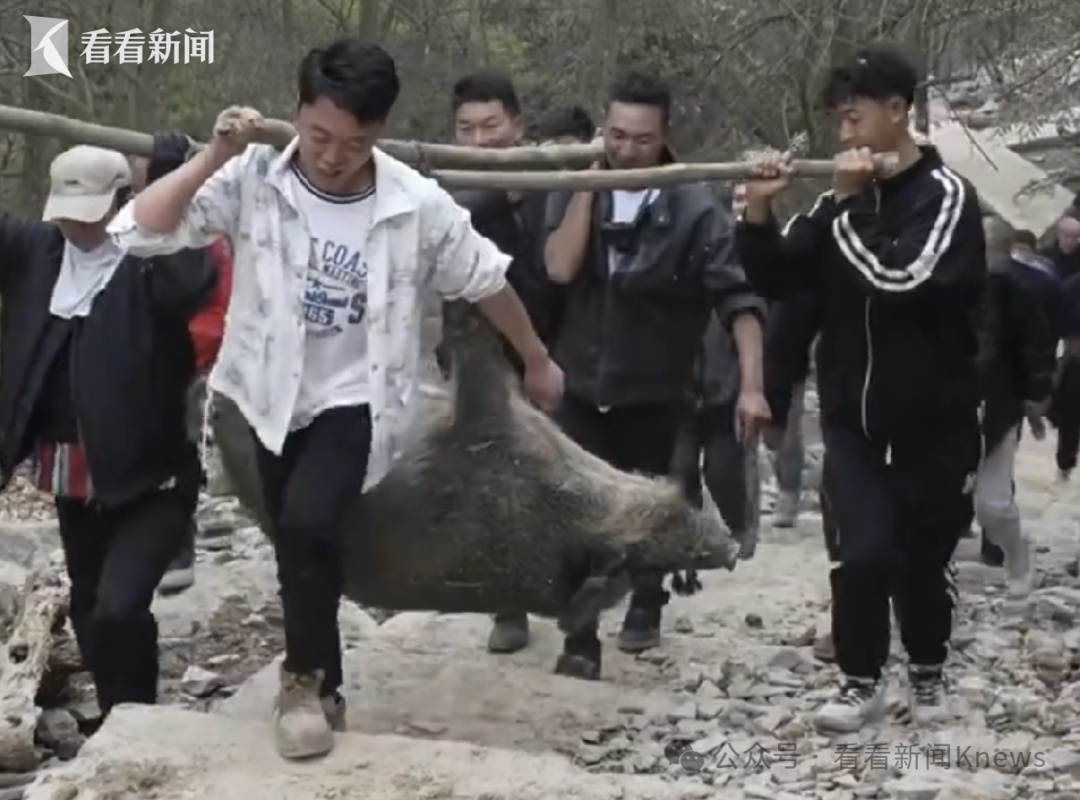 四川一景区取消“徒手抓野猪”等项目 出"奇招"也别太"野"了