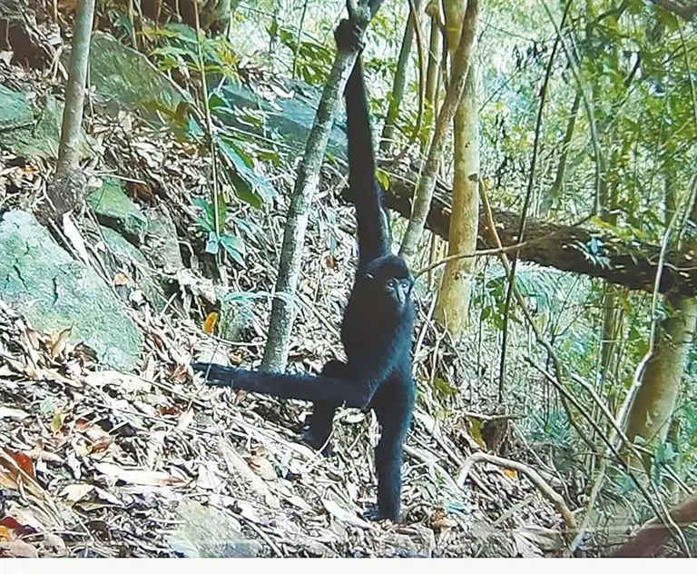最新发现：海南长臂猿存在下地行为！