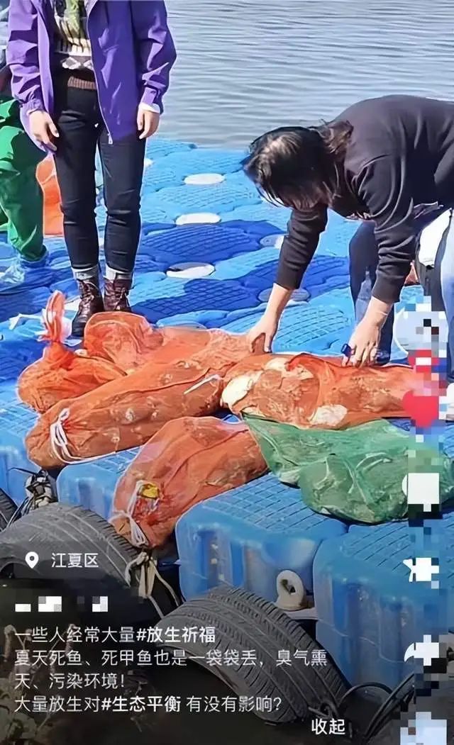 武汉汤逊湖有人放生大量甲鱼?官方:禁止私自放生! 武汉汤逊湖有人放生大量甲鱼?官方:禁止私自放生!