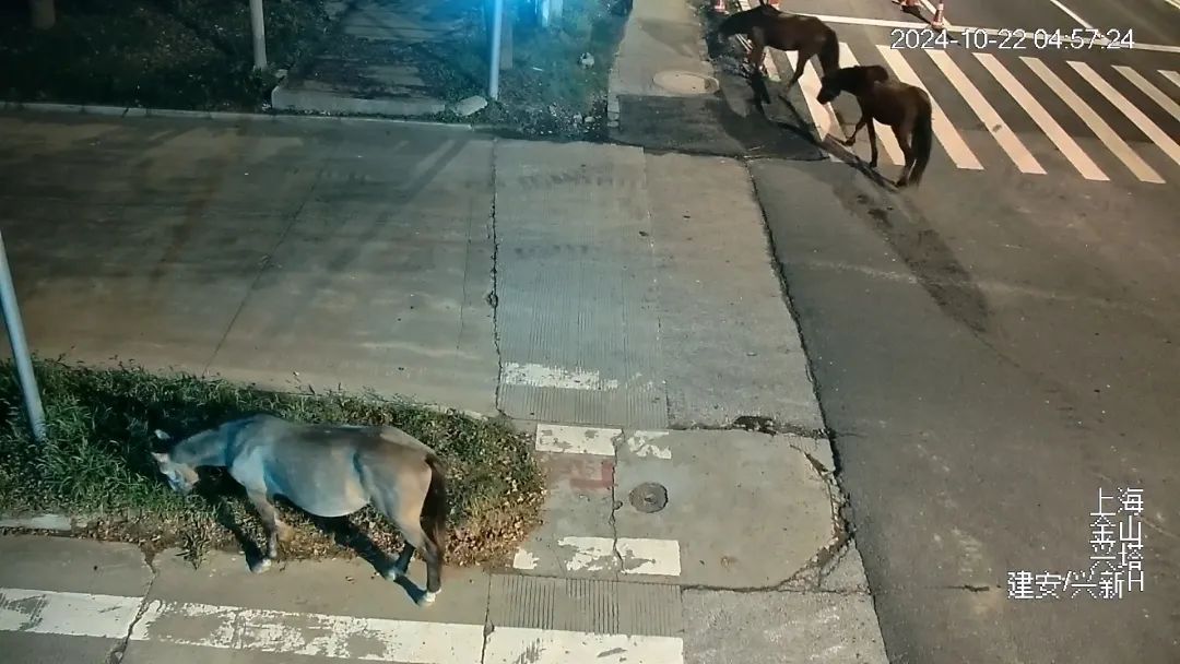 凌晨的上海，7匹马溜达在马路上！查明了：它们来自→