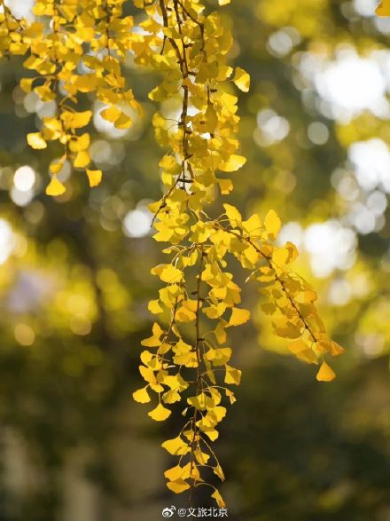 本周北京的秋色已刷新 银杏进最佳观赏期！