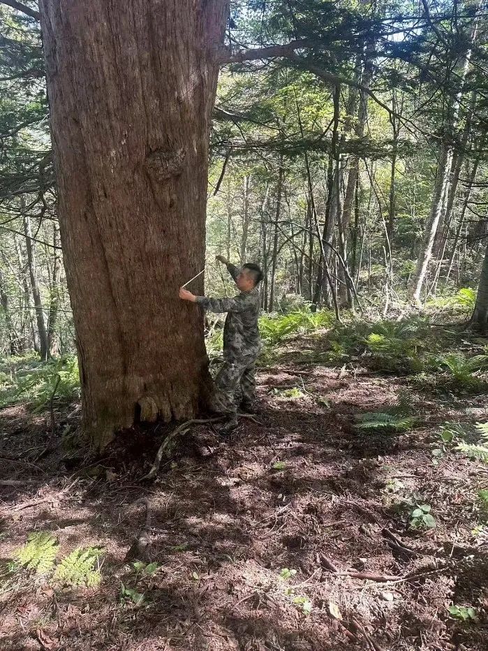 超千年！吉林发现珍稀古树群