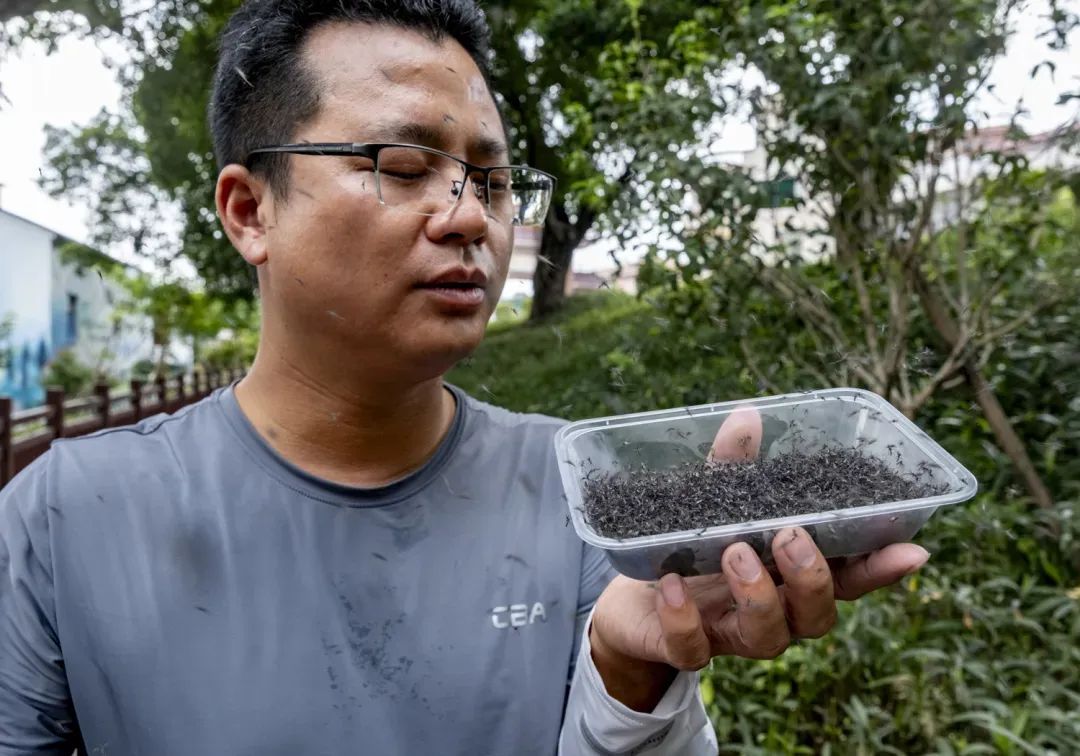 这群人每周放出30万只蚊子！