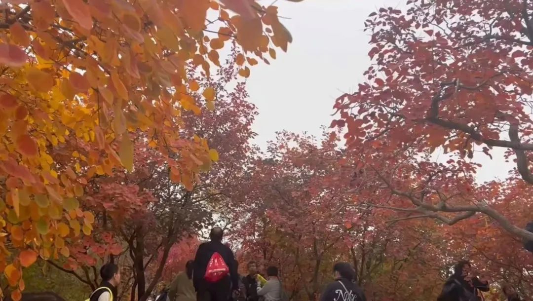 北京最强红叶阵容来了!秋日氛围已拉满!多图美景—— 北京最强红叶阵容来了!秋日氛围已拉满!多图美景——