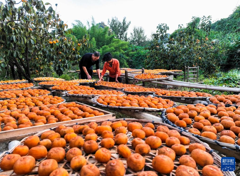 广西恭城：特色月柿产业助增收