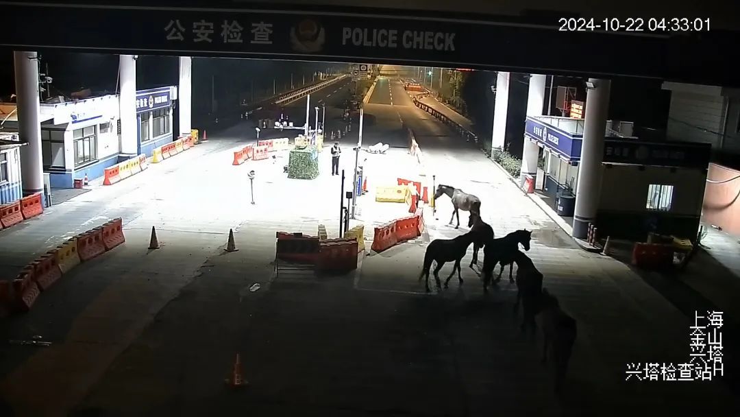 凌晨的上海，7匹马溜达在马路上！查明了：它们来自→