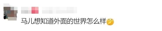 凌晨的上海，7匹马溜达在马路上！查明了：它们来自→