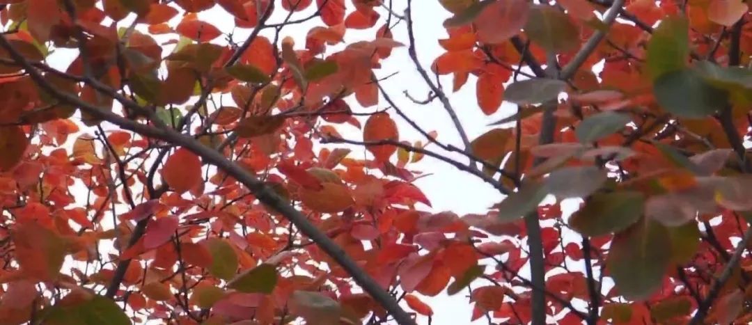 北京最强红叶阵容来了!秋日氛围已拉满!多图美景—— 北京最强红叶阵容来了!秋日氛围已拉满!多图美景——