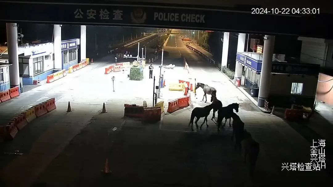 上海街头惊现七匹马散步?有新进展 上海街头惊现七匹马散步?有新进展