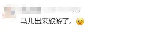 凌晨的上海，7匹马溜达在马路上！查明了：它们来自→