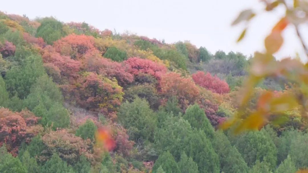 北京最强红叶阵容来了!秋日氛围已拉满!多图美景—— 北京最强红叶阵容来了!秋日氛围已拉满!多图美景——