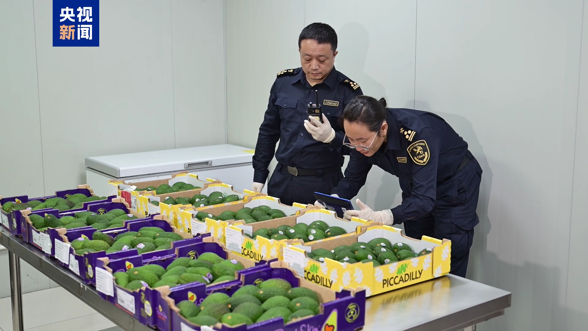 水果、蔬菜也要参加进博会 “特许审批”牛油果完成通关 水果、蔬菜也要参加进博会 “特许审批”牛油果完成通关