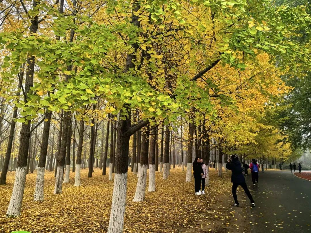 北京最强红叶阵容来了!秋日氛围已拉满!多图美景—— 北京最强红叶阵容来了!秋日氛围已拉满!多图美景——