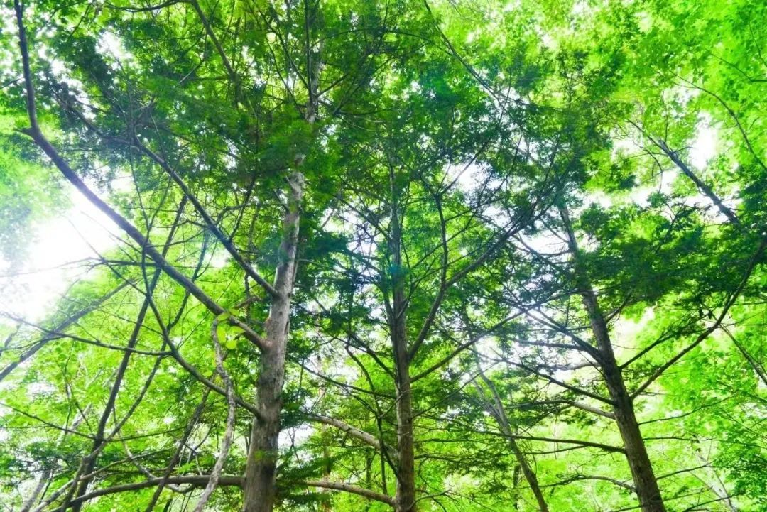超千年！吉林发现珍稀古树群
