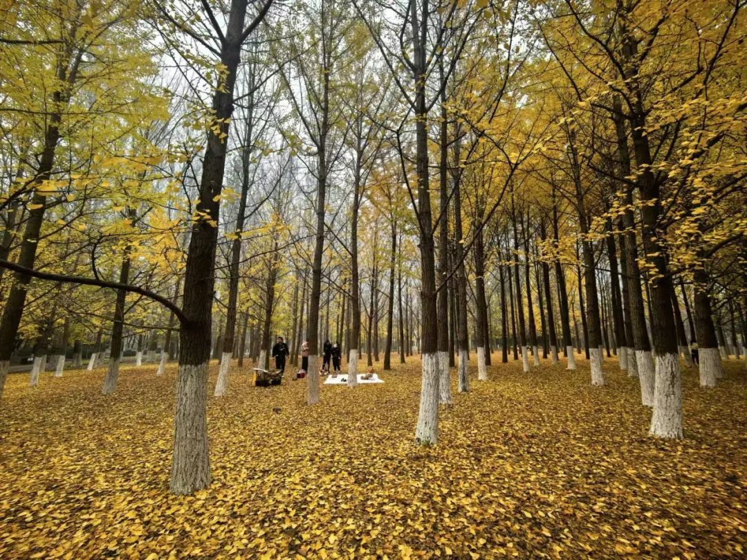 北京最强红叶阵容来了!秋日氛围已拉满!多图美景—— 北京最强红叶阵容来了!秋日氛围已拉满!多图美景——