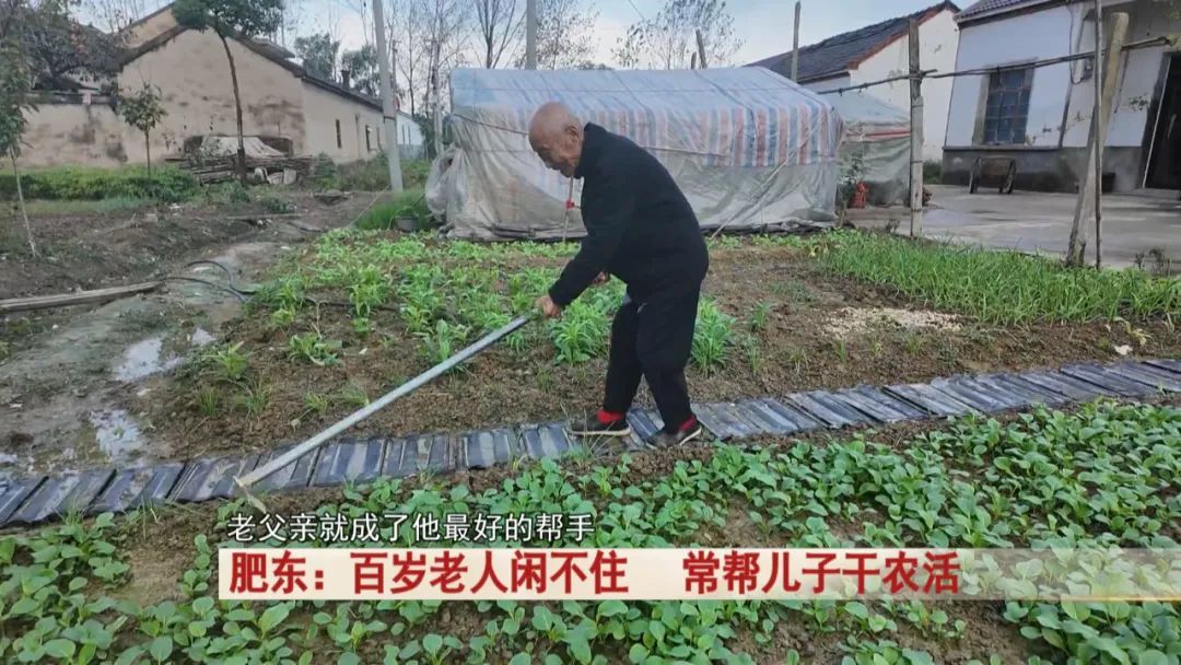 百岁老人闲不住，常帮儿子干农活