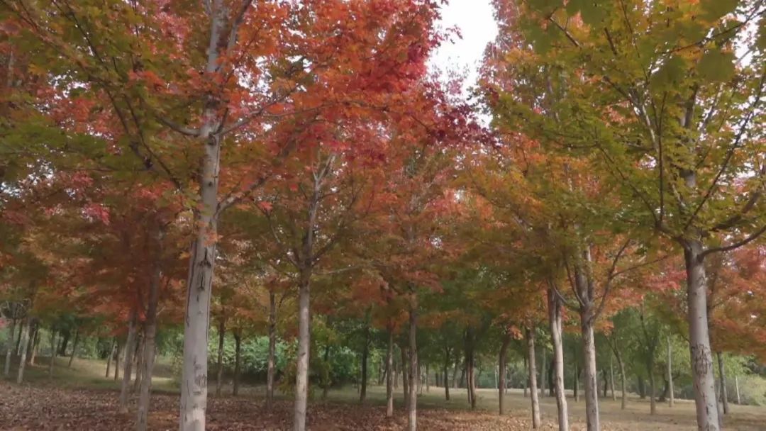 北京最强红叶阵容来了!秋日氛围已拉满!多图美景—— 北京最强红叶阵容来了!秋日氛围已拉满!多图美景——