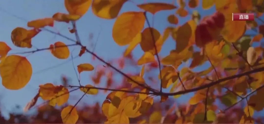 北京最强红叶阵容来了!秋日氛围已拉满!多图美景—— 北京最强红叶阵容来了!秋日氛围已拉满!多图美景——