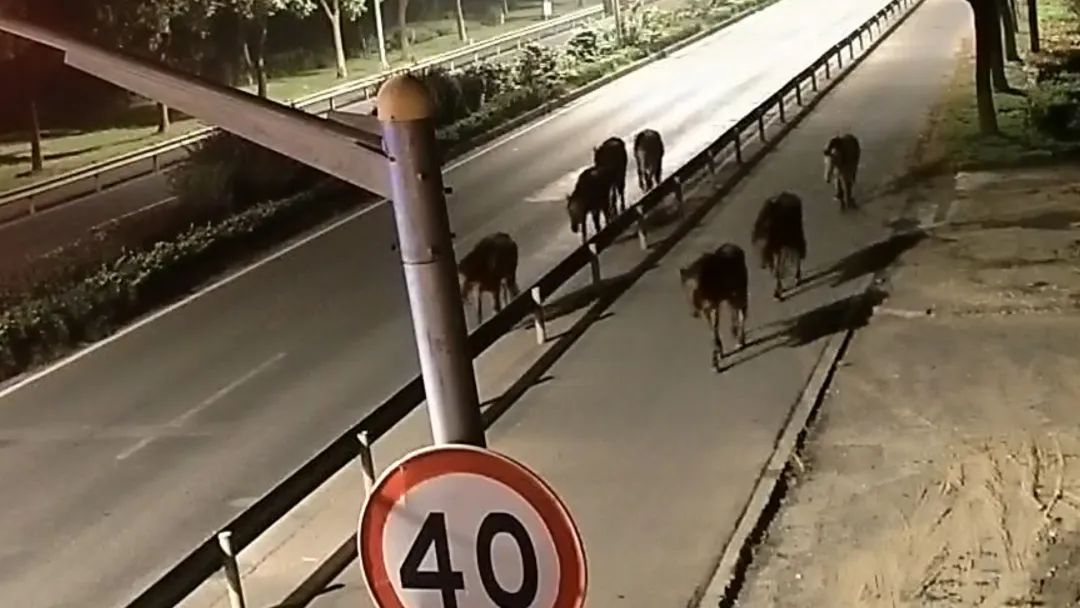 凌晨的上海，7匹马溜达在马路上！查明了：它们来自→