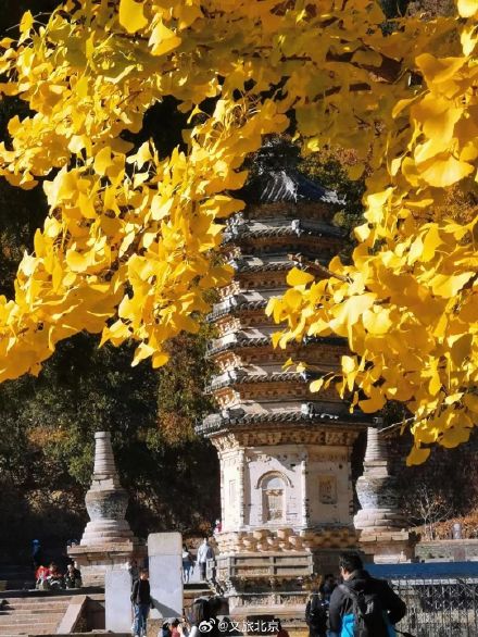 本周北京的秋色已刷新 银杏进最佳观赏期！