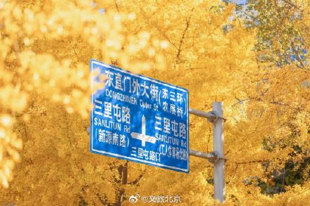 本周北京的秋色已刷新 银杏进最佳观赏期！