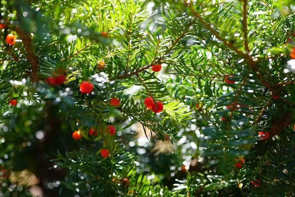 超千年！吉林发现珍稀古树群