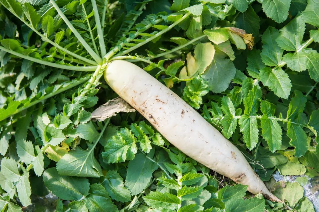 白萝卜是秋冬季节的“小人参”,介绍5种不同功效的搭配吃法 白萝卜是秋冬季节的“小人参”,介绍5种不同功效的搭配吃法