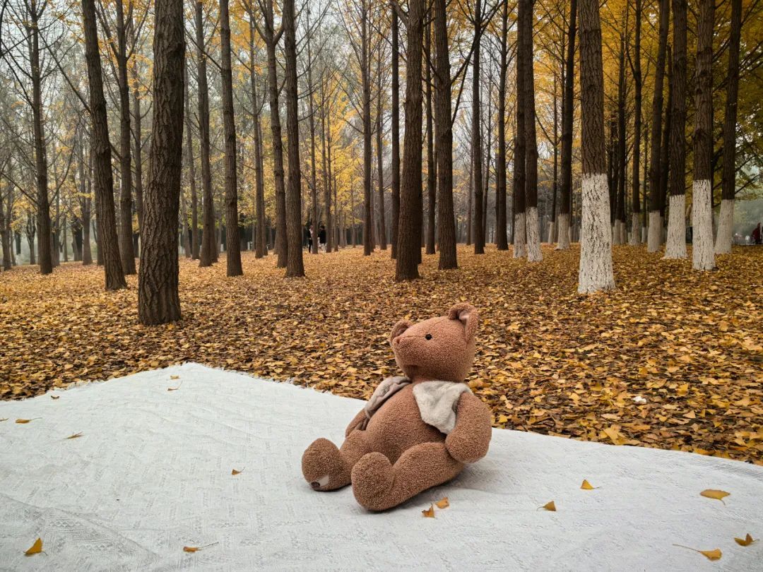 北京最强红叶阵容来了!秋日氛围已拉满!多图美景—— 北京最强红叶阵容来了!秋日氛围已拉满!多图美景——