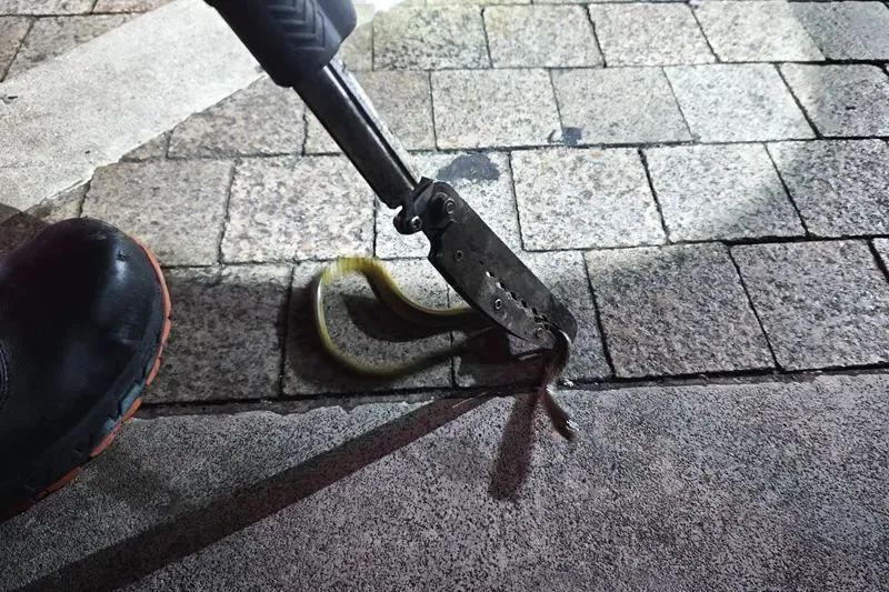 蛇竟然藏身电动自行车内！幸好……