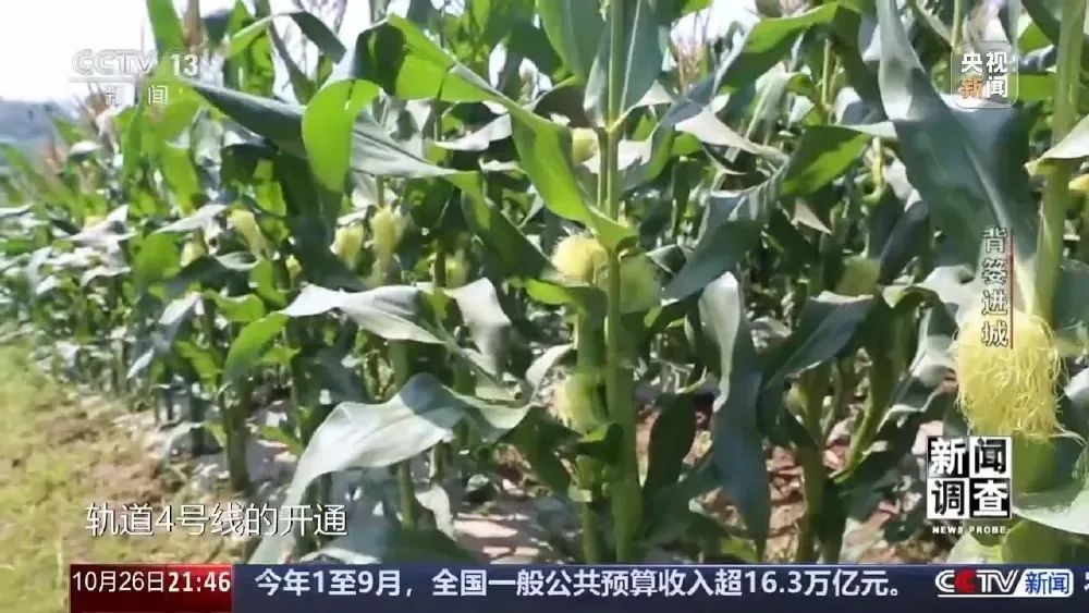 这很重庆 | 背篓专线“开”进防空洞 这很重庆 | 背篓专线“开”进防空洞