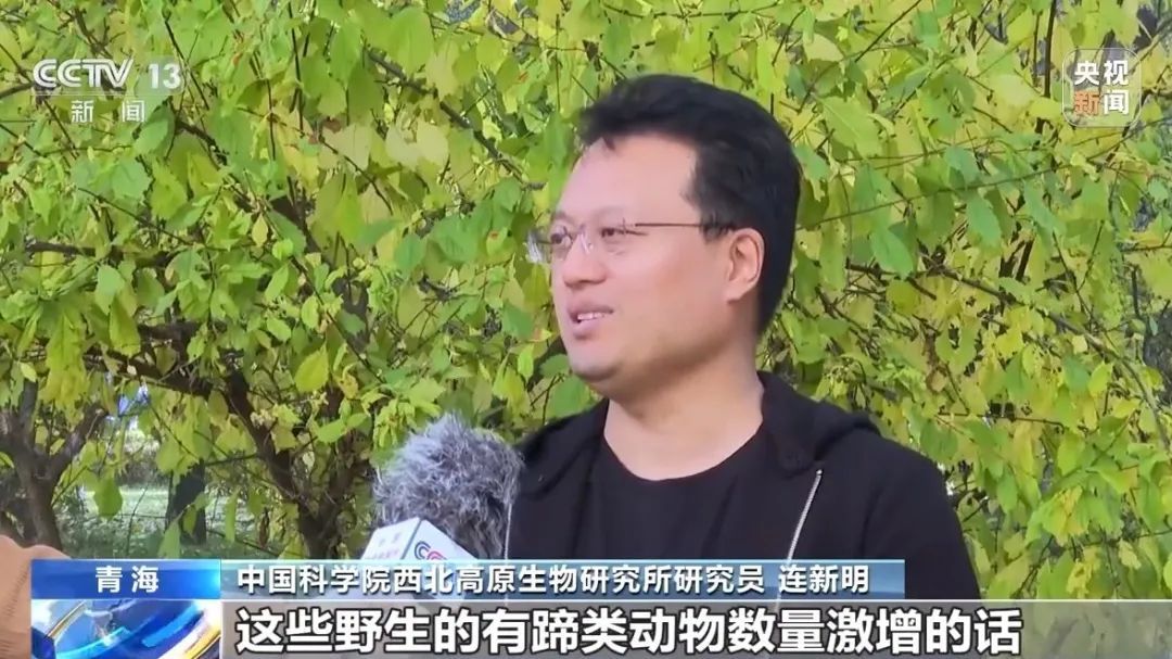 可可西里网红狼被搭客喂成胖球！还是运转挑食了