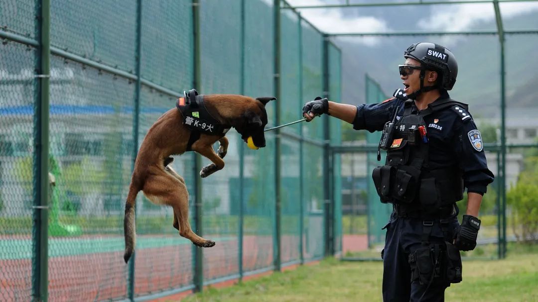 他被公安部表彰,带领8岁功勋犬再出征! 他被公安部表彰,带领8岁功勋犬再出征!