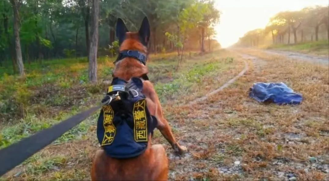 他被公安部表彰,带领8岁功勋犬再出征! 他被公安部表彰,带领8岁功勋犬再出征!