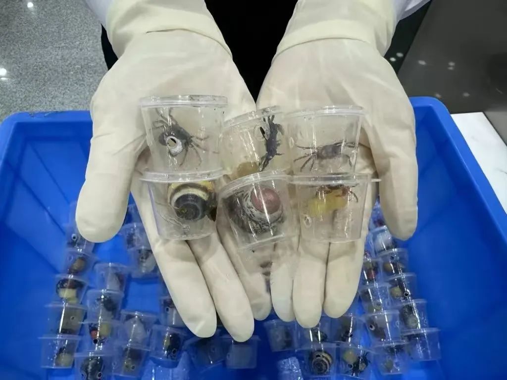 拱北口岸截获66只吸血鬼蟹！