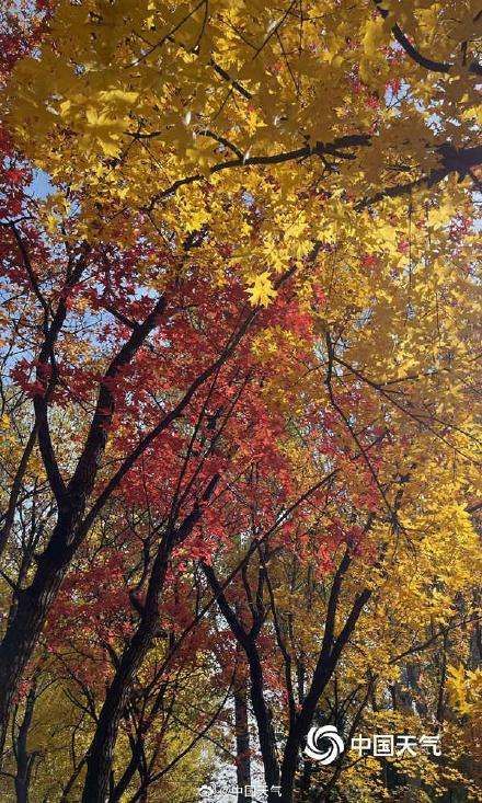 秋色正好！北京奥林匹克森林公园秋叶上妆 五彩斑斓美不胜收