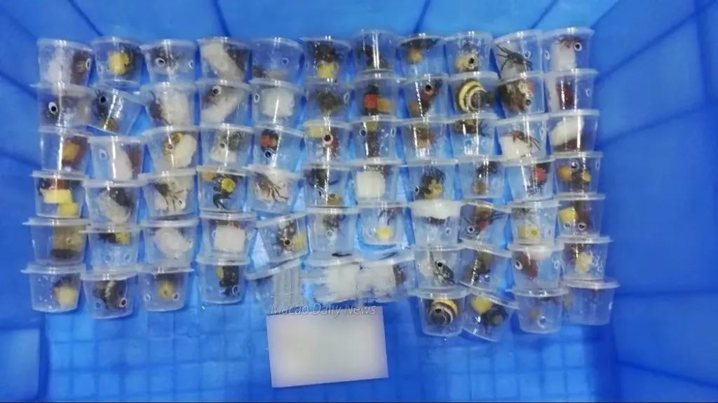 拱北口岸截获66只吸血鬼蟹！