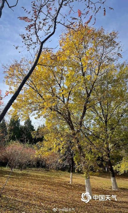 秋色正好！北京奥林匹克森林公园秋叶上妆 五彩斑斓美不胜收