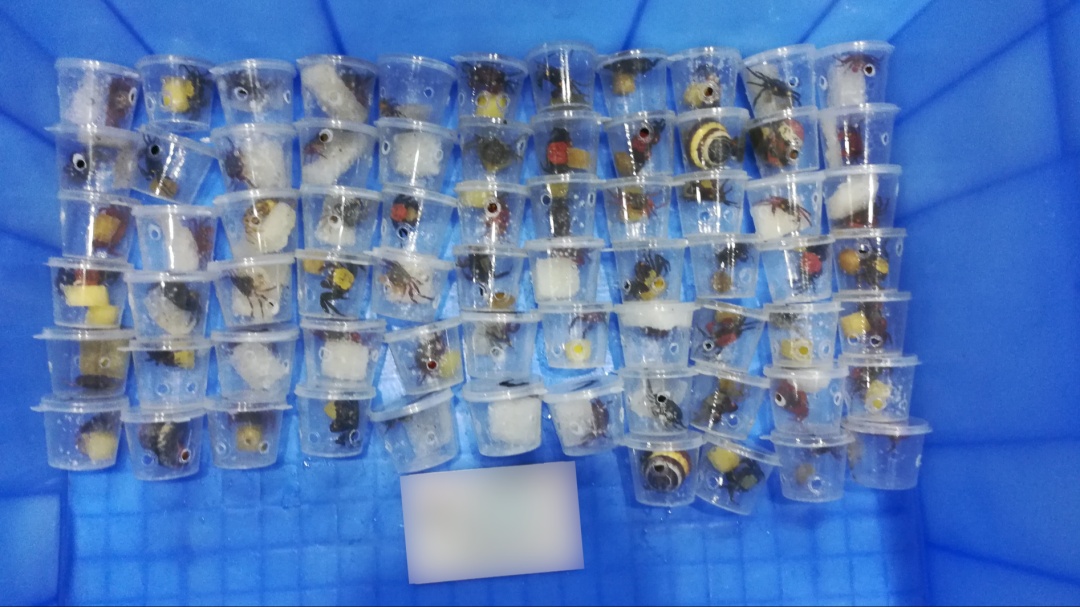 吸血鬼蟹,66只! 吸血鬼蟹,66只!