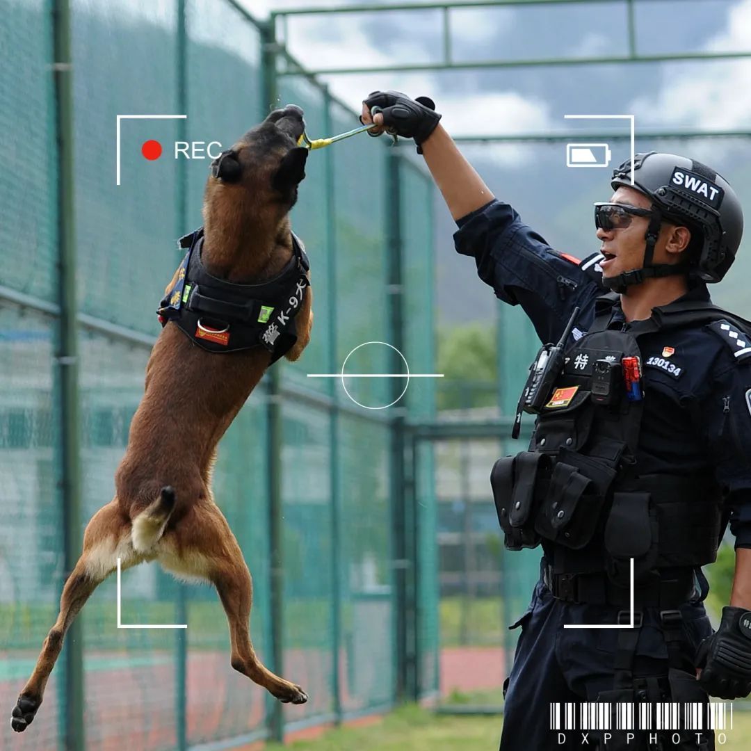 他被公安部表彰,带领8岁功勋犬再出征! 他被公安部表彰,带领8岁功勋犬再出征!