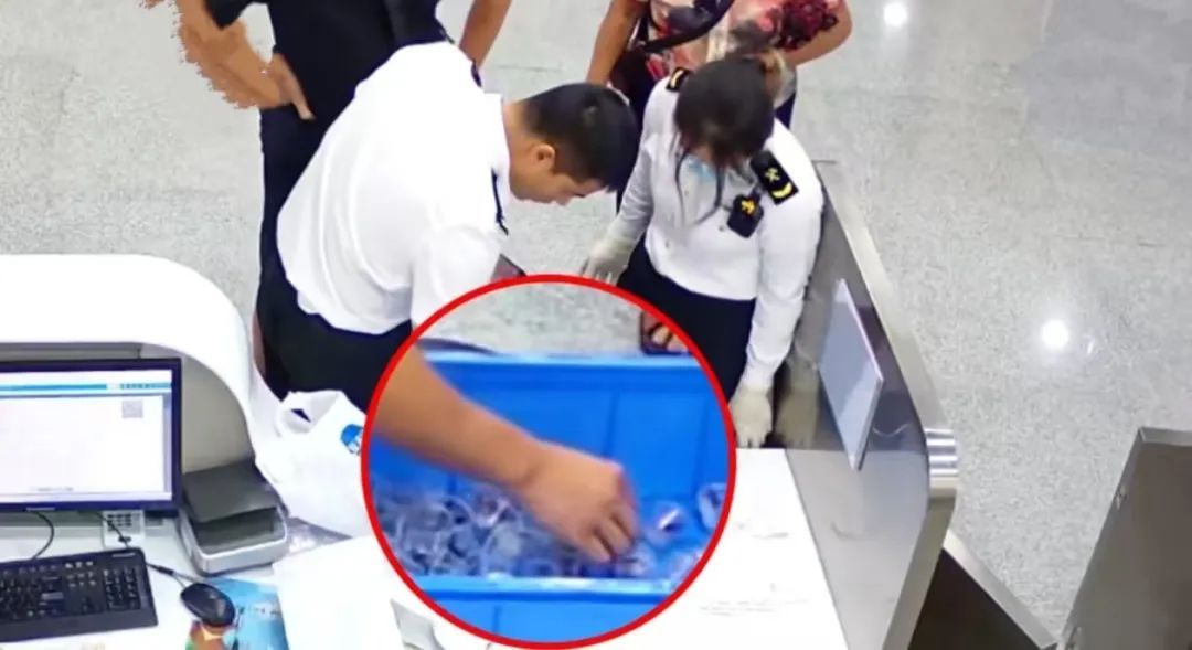 拱北口岸截获66只吸血鬼蟹！