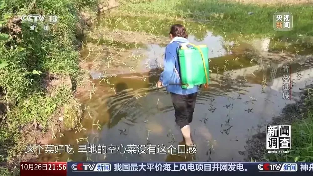 这很重庆 | 背篓专线“开”进防空洞 这很重庆 | 背篓专线“开”进防空洞